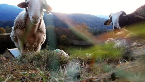 in-the-grass-shot-of-sheep-looking-at-camera