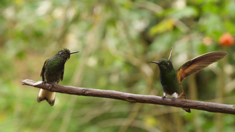 Zwei-Grüne-Kolibris-Küssen-Sich-Fast-Und-Spielen-Zeitlupe
