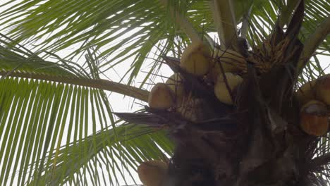 Low-angle-closeup-shot-of-a-coconut-tree-with-many-fruits-in-the-middle-of-the-day