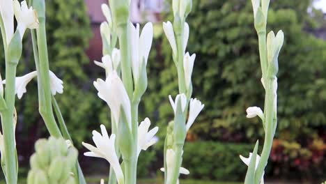 Beauty-Tuberose-Flower-Zoom-Out-at-Green-Garden-with-blow-by-wind