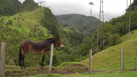 Two-Horses-at-Beautiful-View-at-Cocora-Valley