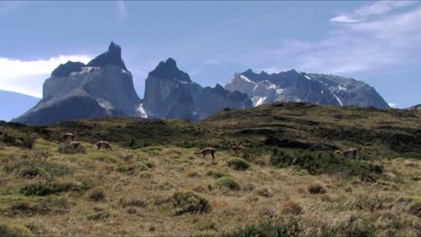 A-herd-of-guanacos-eating-in-front-of-the-Torres-del-Paine-in-Patagonia,-Chile