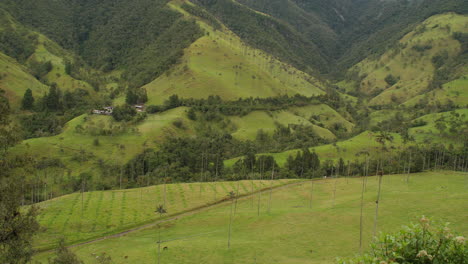 Mirador-De-Selva,-Palmeras-Y-Campos-En-El-Valle-Del-Cocora