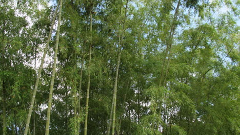 Riesiger-Bambus-Mit-Touristen,-Die-Ihn-Betrachten