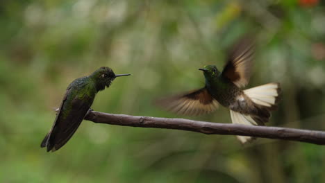 HummingBirds-Playing-in-Super-Slow-Motion