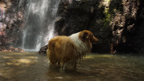 Rough-Collie-Dog-Standing-in-a-Pool-at-Bottom-of-Tropical-Waterfall-Slow-Motion