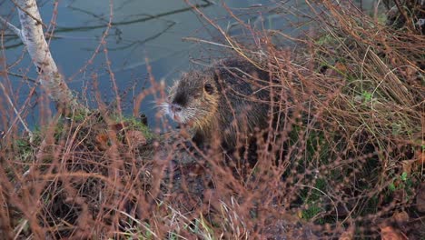 nutria-itching-himself-next-to-the-lake