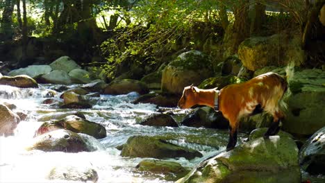 brown-goat-standing-on-a-rock-by-a-river