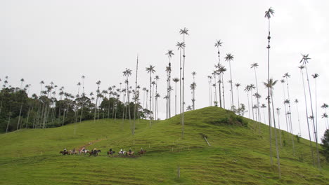 Group-Of-Horses-at-Palm-Trees-Walking-Up-Hills-at-Cocora-Valley