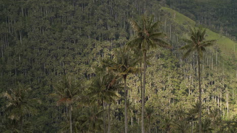 Blowing-Mountain-Palm-Trees-in-Cocora-Valley-Slow-Motion