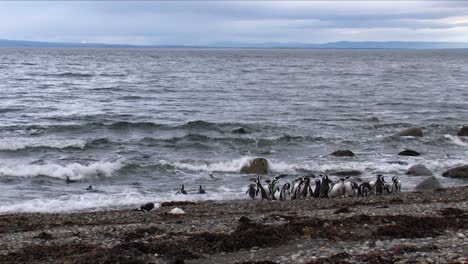 Eine-Gruppe-Von-Magellan-pinguinen,-Die-Ins-Meer-Gehen,-Um-Fische-In-Pinguinera-Seno-Otway-In-Chile-Zu-Fangen