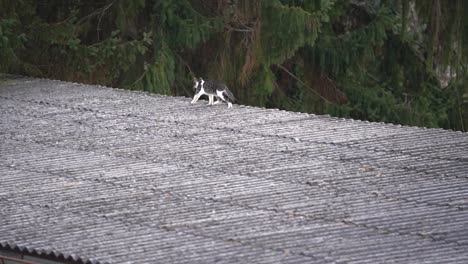 Cat-walking-on-the-roof