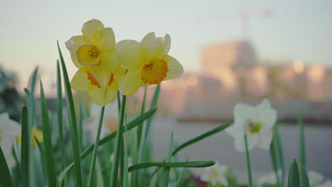 Nahaufnahme-Von-Papierweißen-Blumen,-Die-Zu-Beginn-Des-Frühlings-Blühen,-Mit-Den-Umrissen-Eines-Kranichs-Und-Der-Stadt-Im-Hintergrund