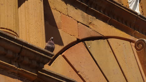Pigeon-on-historic-church-in-the-afternoon-light-in-Barichara-Colombia