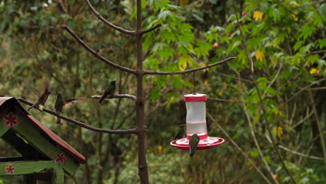 Viele-Kolibris-Fliegen-Um-Einen-Baum-Herum-Und-Trinken-In-Zeitlupe-Aus-Feeder