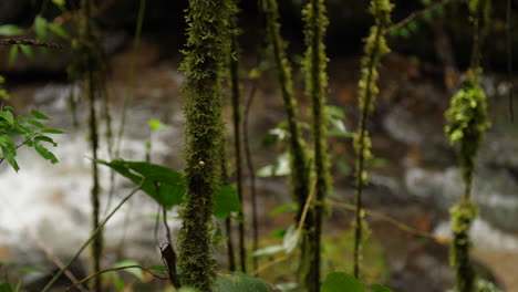 Mossy-Vines-in-the-Jungle-with-River-behind-Slow-Motion