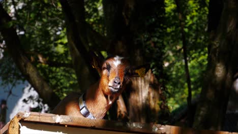 beautiful-brown-goat-sitting-in-the-sun-with-a-forest-back-ground-whilst-staring-at-the-camera