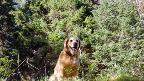 Glücklicher-Goldener-Hund-Im-Wald,-Der-Keucht,-Während-Er-Glücklich-Ist-Und-Auf-Einem-Hundespaziergang