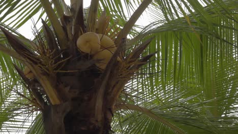 Nahaufnahme-Eines-Kokosnussbaums-Mit-Vielen-Früchten-Mitten-Am-Tag