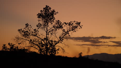 Tree-Silhouette-during-sunset-in-the-Andes-Mountains