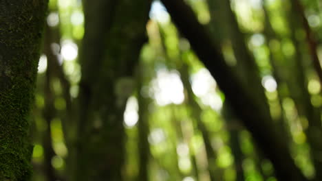 Bosque-De-Bambú-Fuera-De-Cocus-Bokeh-Cámara-Lenta