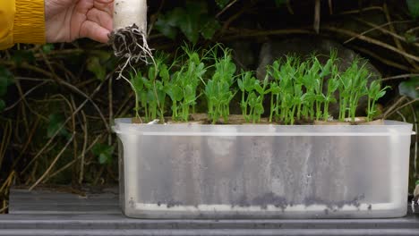 Peas-ready-to-be-transplanted,-long-roots,-toilet-paper-roll-seed-starter,-male-hand-lifts-from-the-left-side,-early-spring