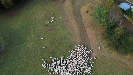 aerial-view-of-herding-sheep-in-a-field
