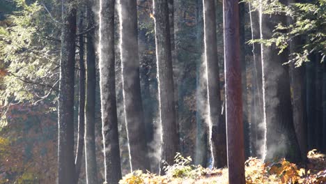 frosty-morning-with-warm-sunshine-causing-pine-trees-to-steam-in-slow-motion