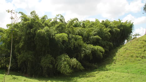 Bambuswald-Auf-Dem-Land-Weht-In-Zeitlupe-Wind-Zeitlupe