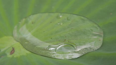 Closeup-macro-shot-of-wiggling-raindrop-on-lotus-leaf