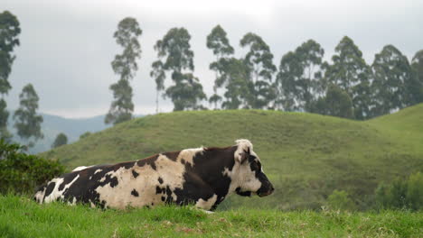 Cow-Laying-Down-Eating-with-Countryside-View-behind-her-Slow-Motion