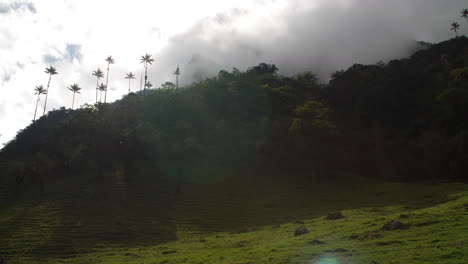 Nubes-Pasando-A-Través-De-Palmeras-Lense-Flare-Valle-De-Cocora-Colombia