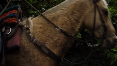 Donkey's-Walking-Through-the-Jungle-with-Supplies-Close-Up-Side-Camera-Slow-Motion