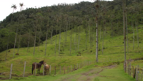 Horses-in-Countryside-Behind-Old-Fence-on-Old-Road-at-Cocora-Valley