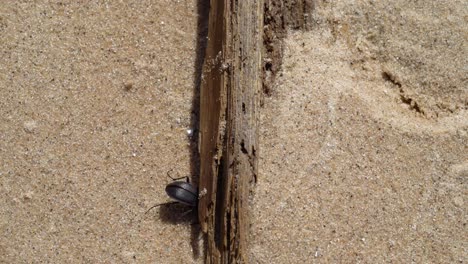 Käfer,-Der-Sich-Unter-Treibholz-Im-Sand-Versteckt