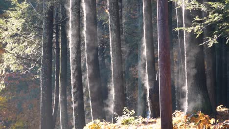 frosty-morning-with-warm-sunshine-causing-pine-trees-to-steam