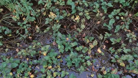 Draufsicht-Auf-Einen-Sumpf-Voller-Gräser-Und-Wasserpflanzen,-Die-Kamera-Nähert-Sich-Der-Oberfläche