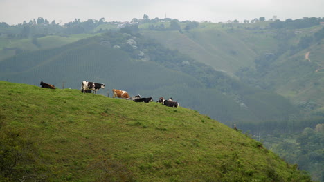 Kühe-Mit-Der-Besten-Aussicht-Auf-Einer-Klippe-Mit-Blick-Auf-Die-Landschaft