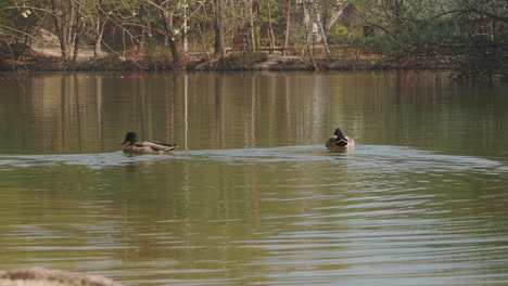 A-flock-of-mallards-swimming,-splitting-up-and-regrouping-at-the-edge-of-a-lake