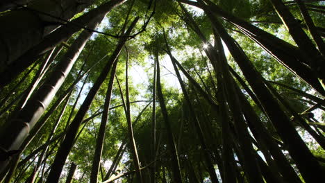 Bosque-De-Bambú-Mirando-Hacia-El-Dosel-Que-Termina-Con-Una-Enorme-Llamarada-De-Sol-Verde-A-Cámara-Lenta