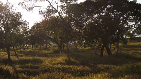 árboles-De-Campo-Y-Hierba-Que-Sopla-En-El-Viento-Con-Una-Sutil-Llamarada-Solar