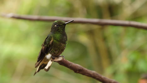 Close-up-of-Big-Green-Humming-Bird-on-Branch-in-the-Andes-in-Slow-Motion