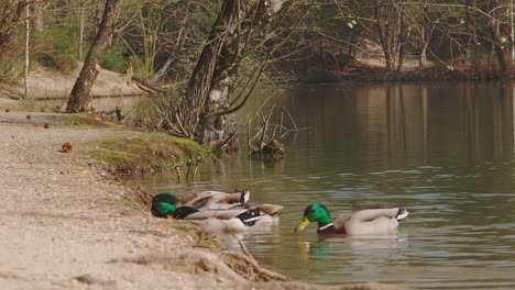 A-flock-of-mallards-feeding-at-the-shore-of-a-lake-and-eventually-exiting-the-frame