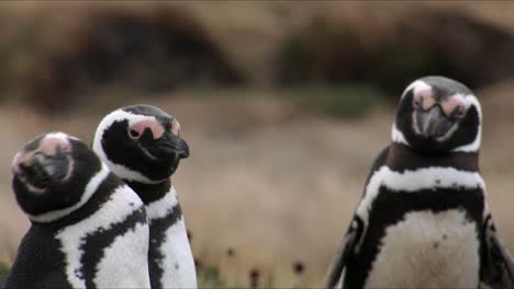 Magellanic-Penguin-mating-call-for-a-group-of-three-penguins-looking-at-the-camera-in-Pinguinera-Seno-Otway-in-Chile