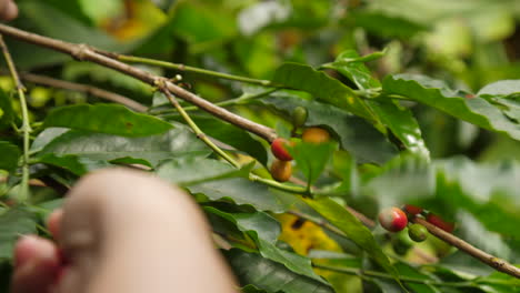 Picking-Coffee-from-the-Plant-Slow-Motion-Close-Up