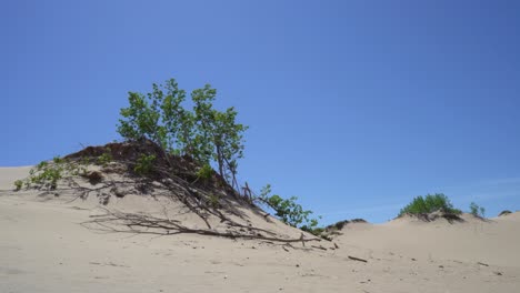 Trees-on-top-of-a-dune,-blowing-in-the-wind