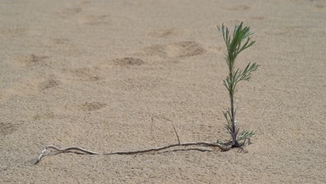 Person-passing-little-tree-in-the-sand