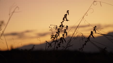 Silhouette-Sunset-of-weeds-and-grass-Blowing-in-the-wind