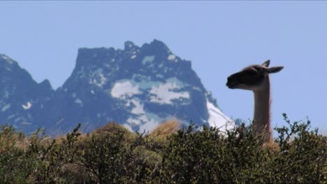 Un-Guanaco-Mirando-Alrededor-Frente-A-Las-Torres-Del-Paine-En-Patagonia,-Chile