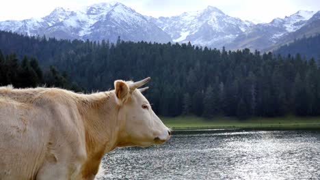 Glückliche-Einzigartige-Weiße-Kuh,-Die-An-Einem-See-Steht-Und-Den-Frischen-Natürlichen-Bergblick-Genießt